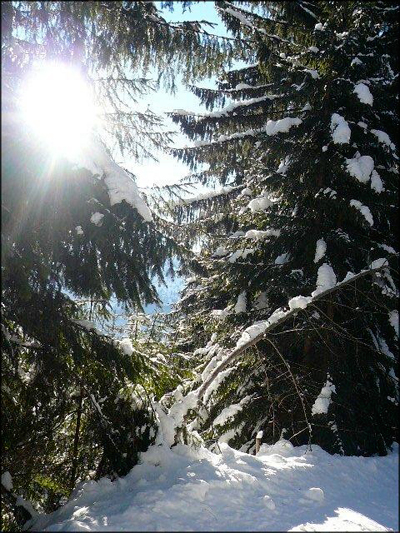 Wir sehen den Wald vor lauter Bäumen nicht. Wir sehen den Wald vor lauter Bäumen nicht.